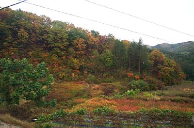 환경친화 시범마을로 탈바꿈할, 공사중인 종돈장 부지 전경 